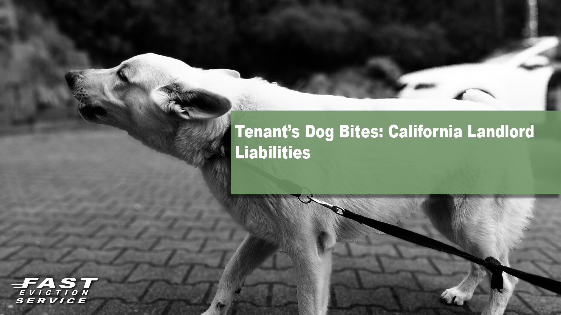 Tenant’s Dog Bites: California Landlord Liabilities - Fast Evict